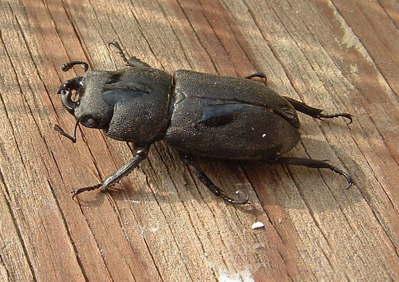 Dorcus parallelipipedus